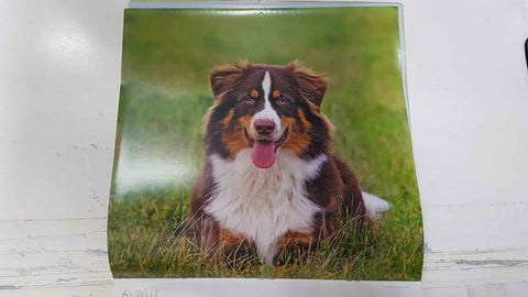 Calendario / Kalender / Calendrier / Calendar: 2011 : Dogs (perros) - lamina 06, Australian Sheperd (pastor australiano)