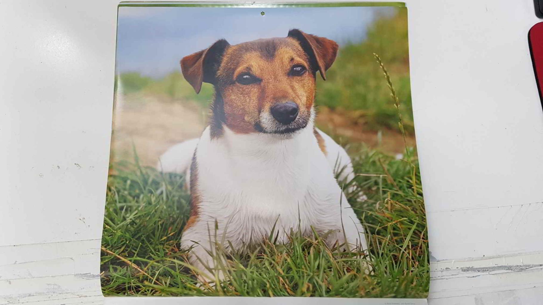 Calendario / Kalender / Calendrier / Calendar: 2011 : Dogs (perros) - lamina 07, Jack Russell Terrier