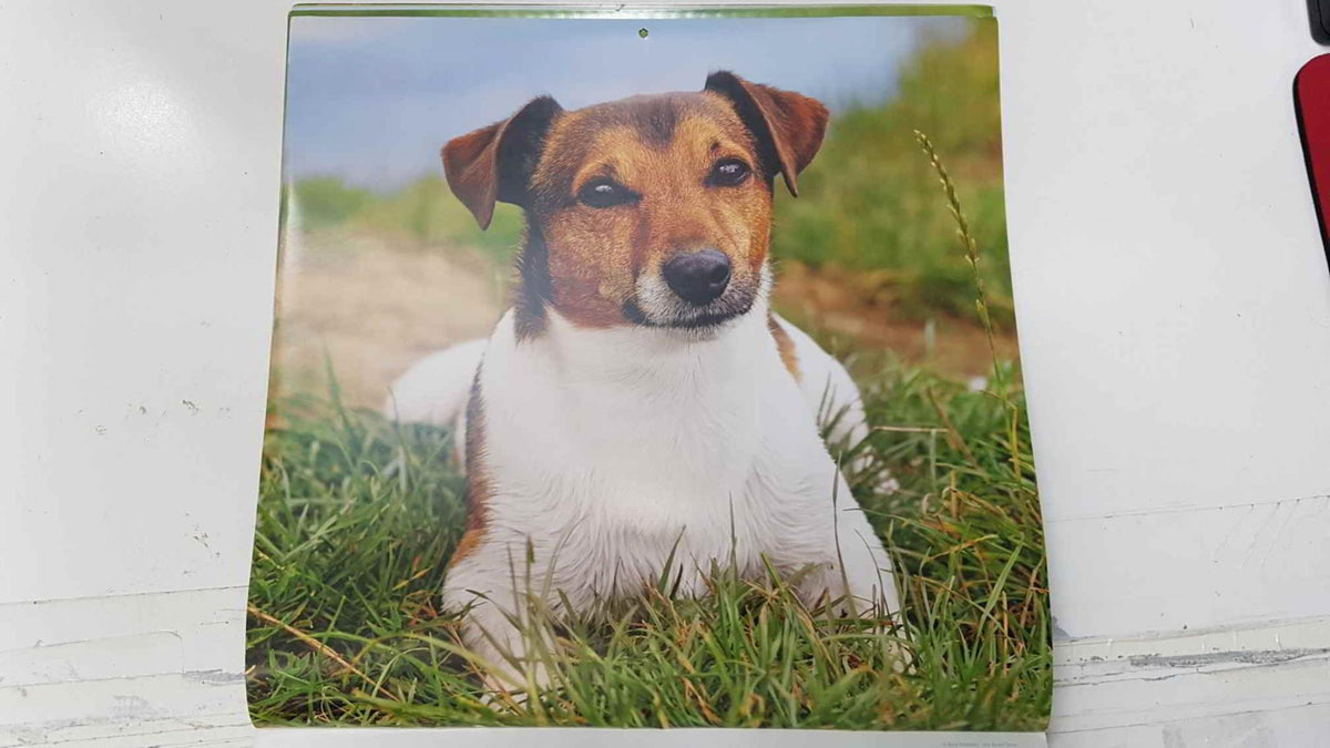 Calendario / Kalender / Calendrier / Calendar: 2011 : Dogs (perros) - lamina 07, Jack Russell Terrier