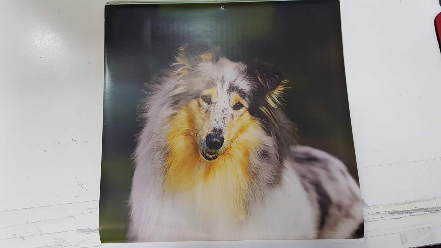 Calendario / Kalender / Calendrier / Calendar: 2011 : Dogs (perros) - lamina 08, Collie