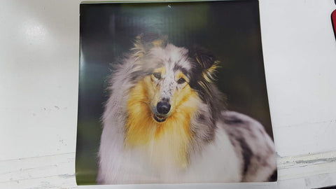 Calendario / Kalender / Calendrier / Calendar: 2011 : Dogs (perros) - lamina 08, Collie