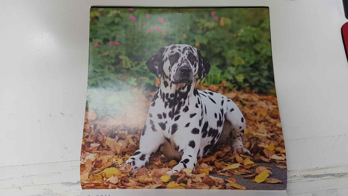 Calendario / Kalender / Calendrier / Calendar: 2011 : Dogs (perros) - lamina 09, Dalmatian dog (Dalmata)