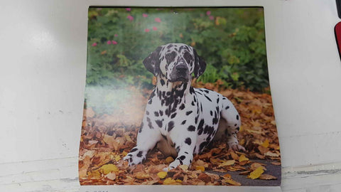 Calendario / Kalender / Calendrier / Calendar: 2011 : Dogs (perros) - lamina 09, Dalmatian dog (Dalmata)