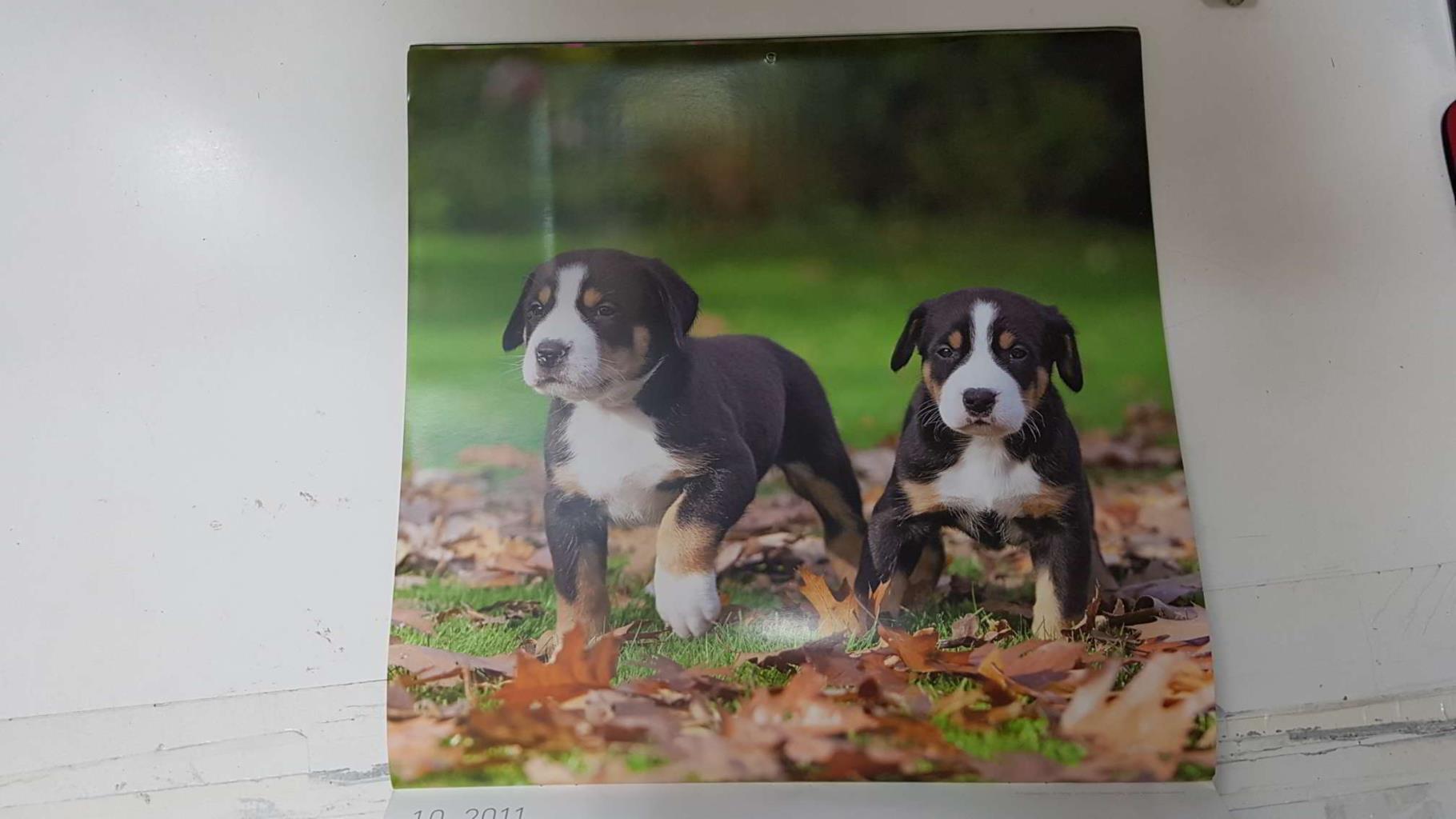 Calendario / Kalender / Calendrier / Calendar: 2011 : Dogs (perros) - lamina 10, Great Swiss Mountain Dog