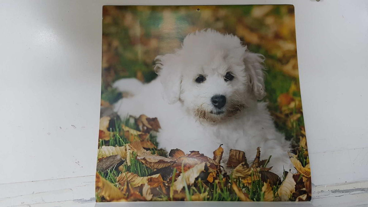Calendario / Kalender / Calendrier / Calendar: 2011 : Dogs (perros) - lamina 11, Bichon Frise