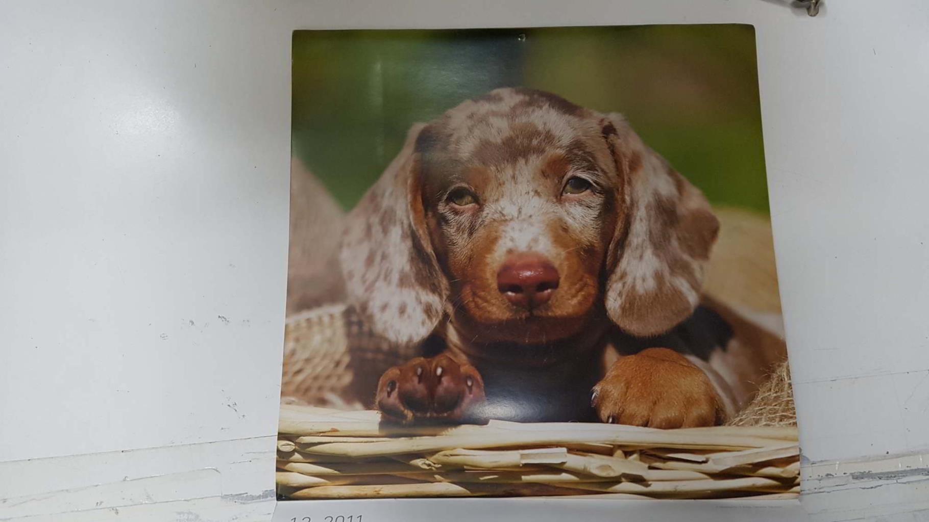 Calendario / Kalender / Calendrier / Calendar: 2011 : Dogs (perros) - lamina 12, Tigerdackel