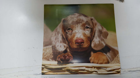 Calendario / Kalender / Calendrier / Calendar: 2011 : Dogs (perros) - lamina 12, Tigerdackel