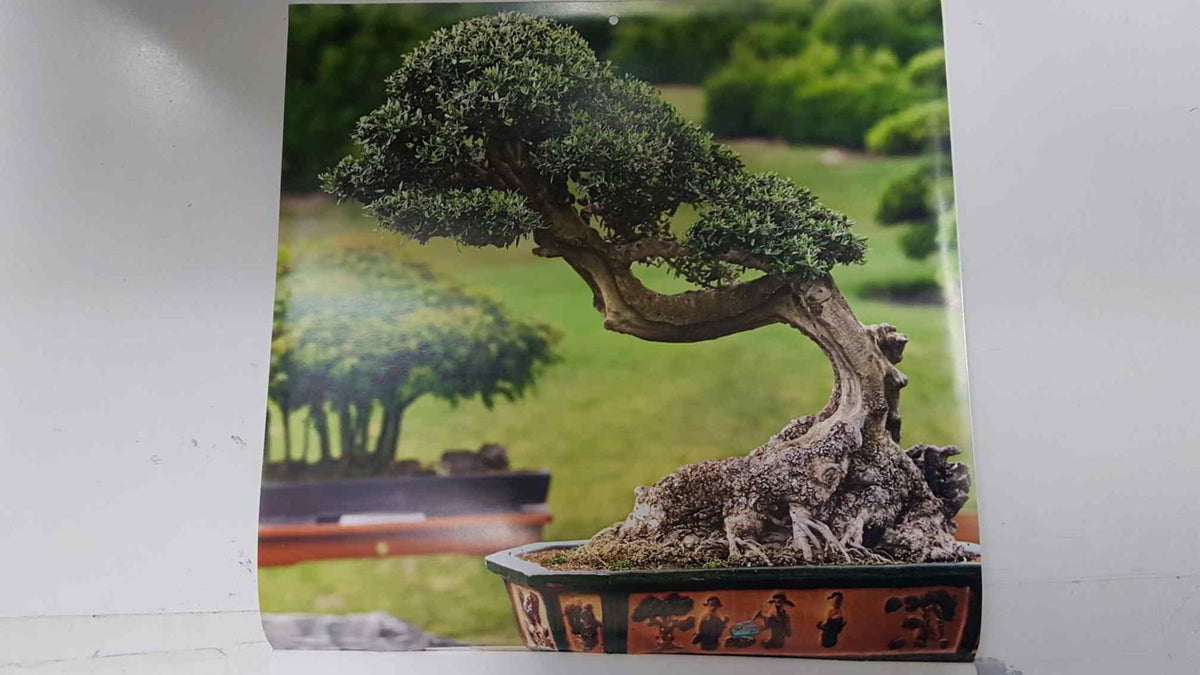 Calendario / Kalender / Calendrier / Calendar: 2011 : Bonsais - lamina 01, Yamadori-style olive bonsai