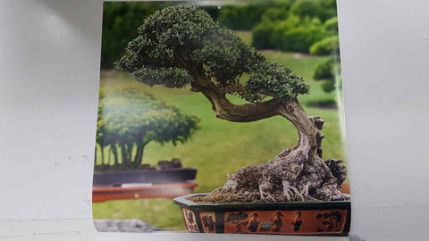 Calendario / Kalender / Calendrier / Calendar: 2011 : Bonsais - lamina 01, Yamadori-style olive bonsai
