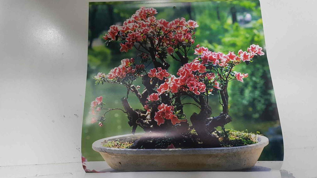 Calendario / Kalender / Calendrier / Calendar: 2011 : Bonsais - lamina 02, Bonsai in bloom