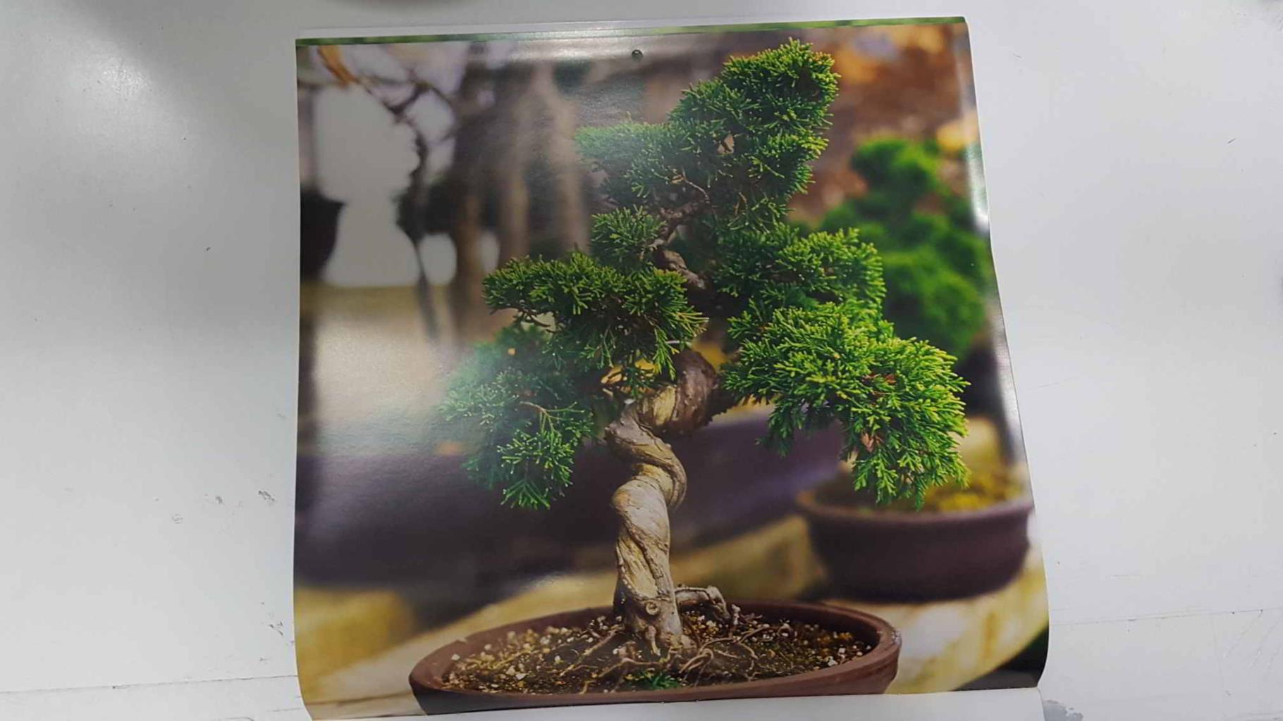 Calendario / Kalender / Calendrier / Calendar: 2011 : Bonsais - lamina 03, Juniper bonsai