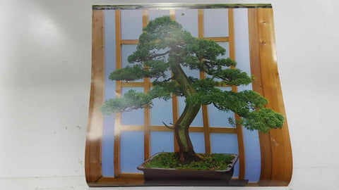 Calendario / Kalender / Calendrier / Calendar: 2011 : Bonsais - lamina 05, Chinese juniper bonsai