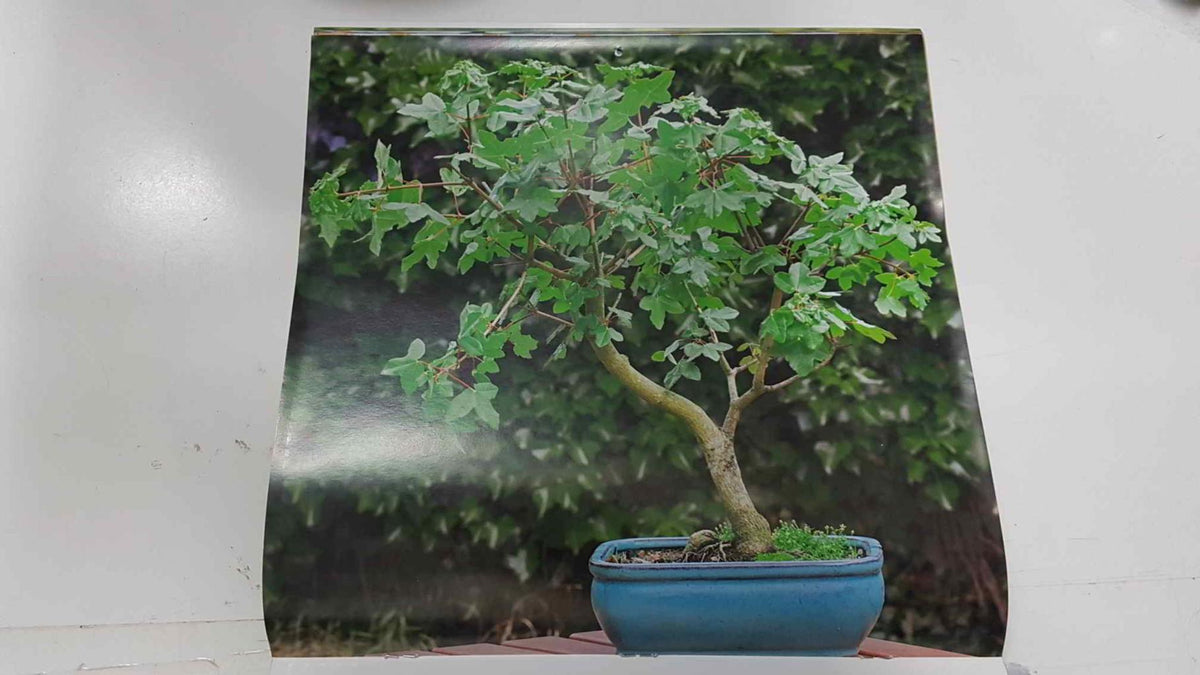 Calendario / Kalender / Calendrier / Calendar: 2011 : Bonsais - lamina 06, Montpellier bonsai in a garden
