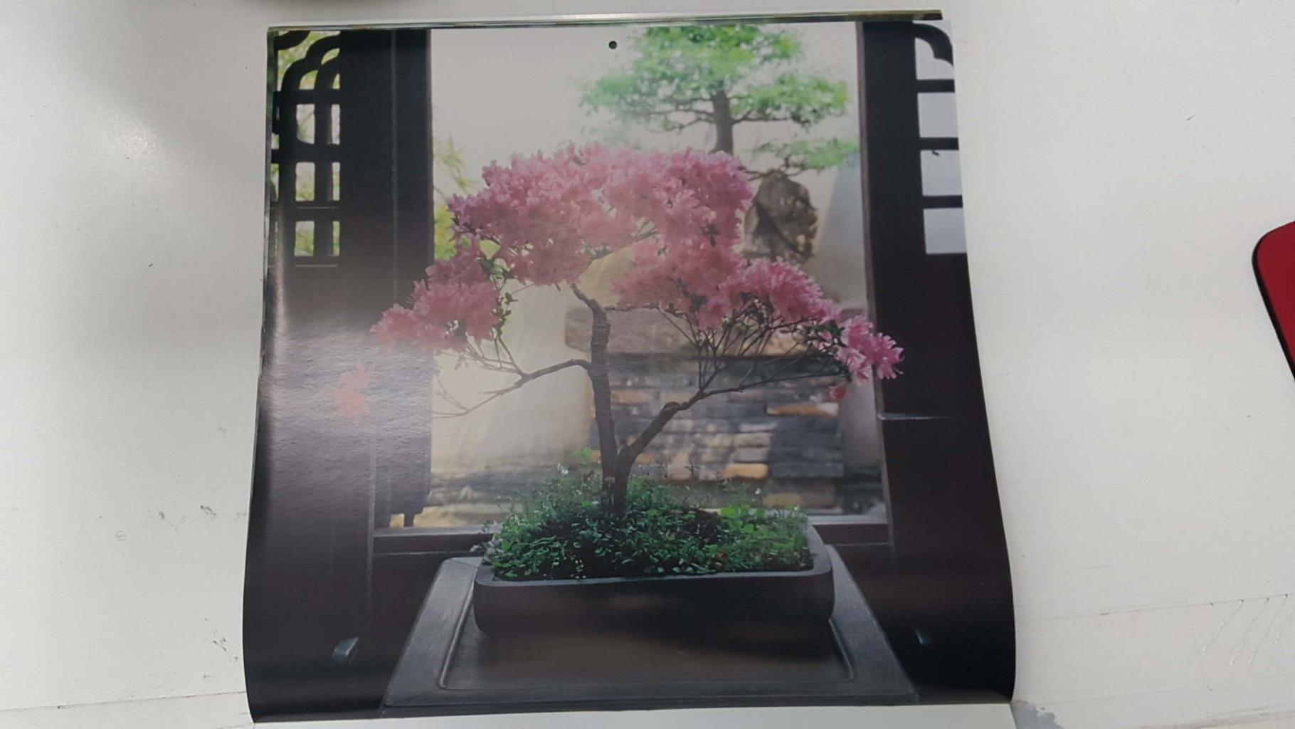 Calendario / Kalender / Calendrier / Calendar: 2011 : Bonsais - lamina 07, Bonsai in bloom