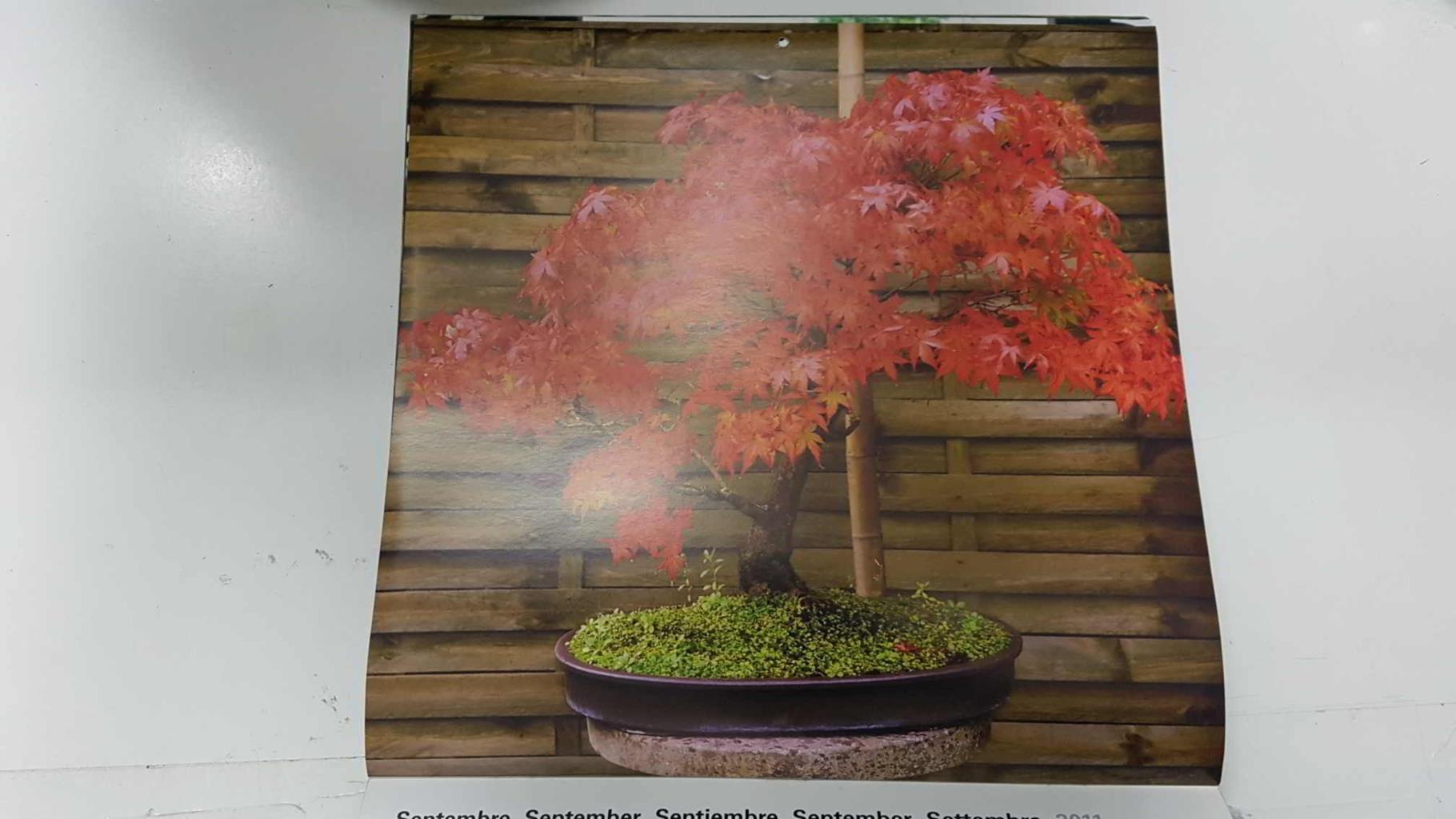 Calendario / Kalender / Calendrier / Calendar: 2011 : Bonsais - lamina 09, Japanese maple bonsai in autumn
