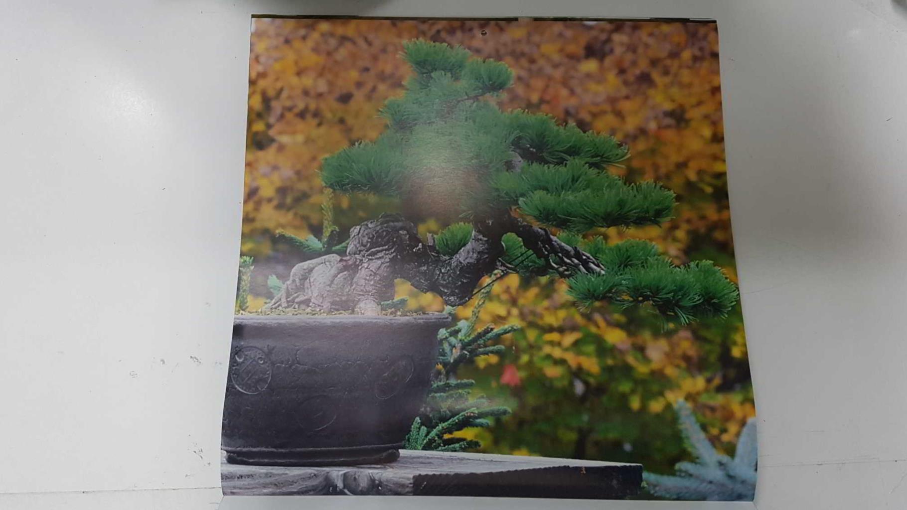 Calendario / Kalender / Calendrier / Calendar: 2011 : Bonsais - lamina 10, Japanese white Pine