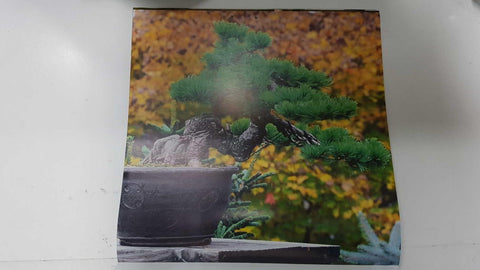 Calendario / Kalender / Calendrier / Calendar: 2011 : Bonsais - lamina 10, Japanese white Pine