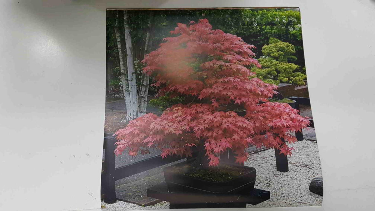 Calendario / Kalender / Calendrier / Calendar: 2011 : Bonsais - lamina 11, Japanese maple bonsai in autumn