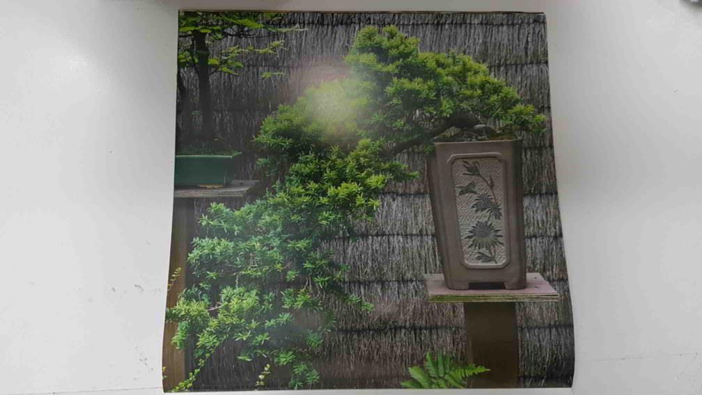 Calendario / Kalender / Calendrier / Calendar: 2011 : Bonsais - lamina 12, Bonsai tree in oriental garden