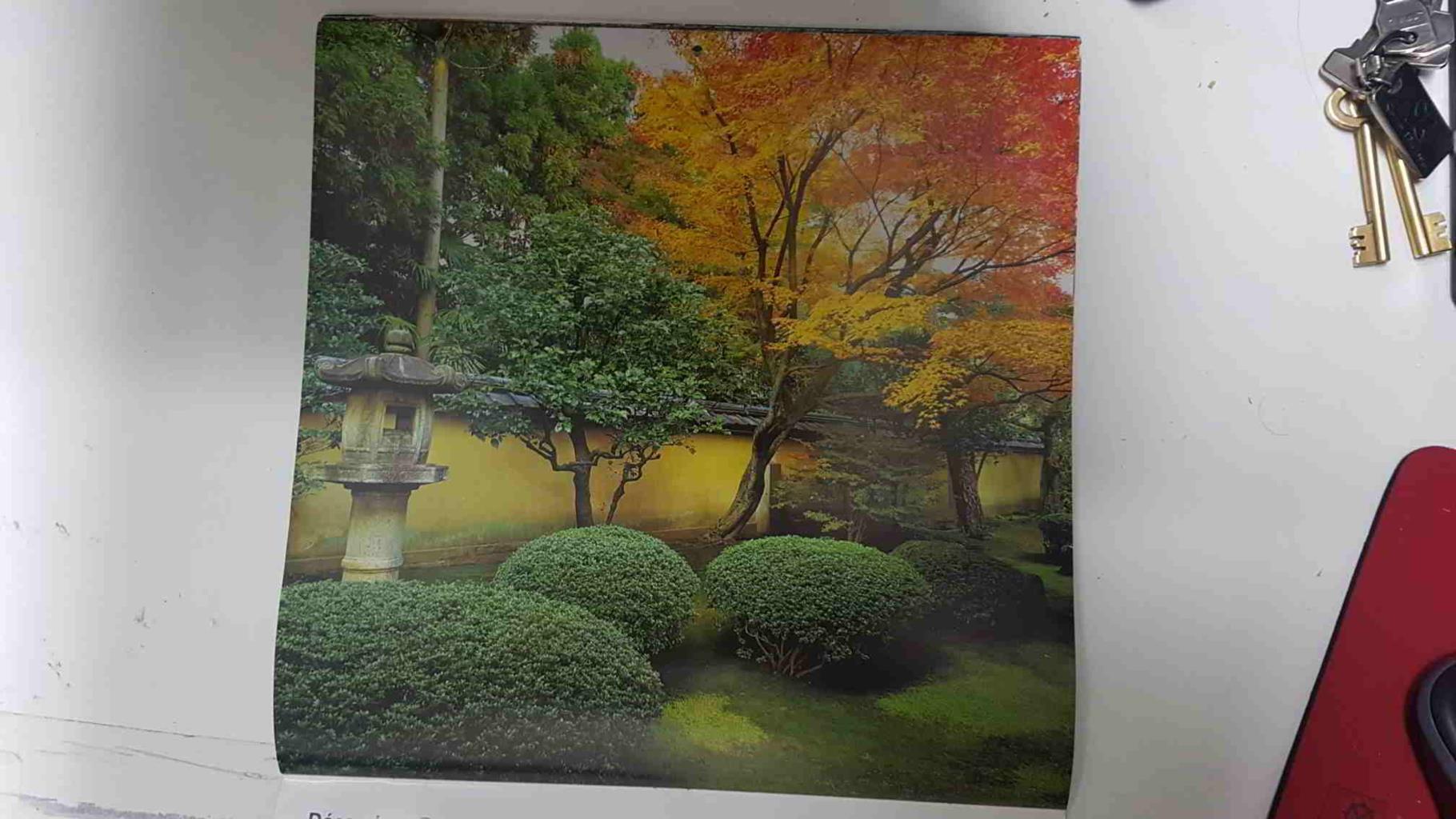 Calendario / Kalender / Calendrier / Calendar: 2011 : Jardins Zen (Jardin Zen) - lamina 12, Acer with autumn foliage and clipped shrubs below, Kohrin-in