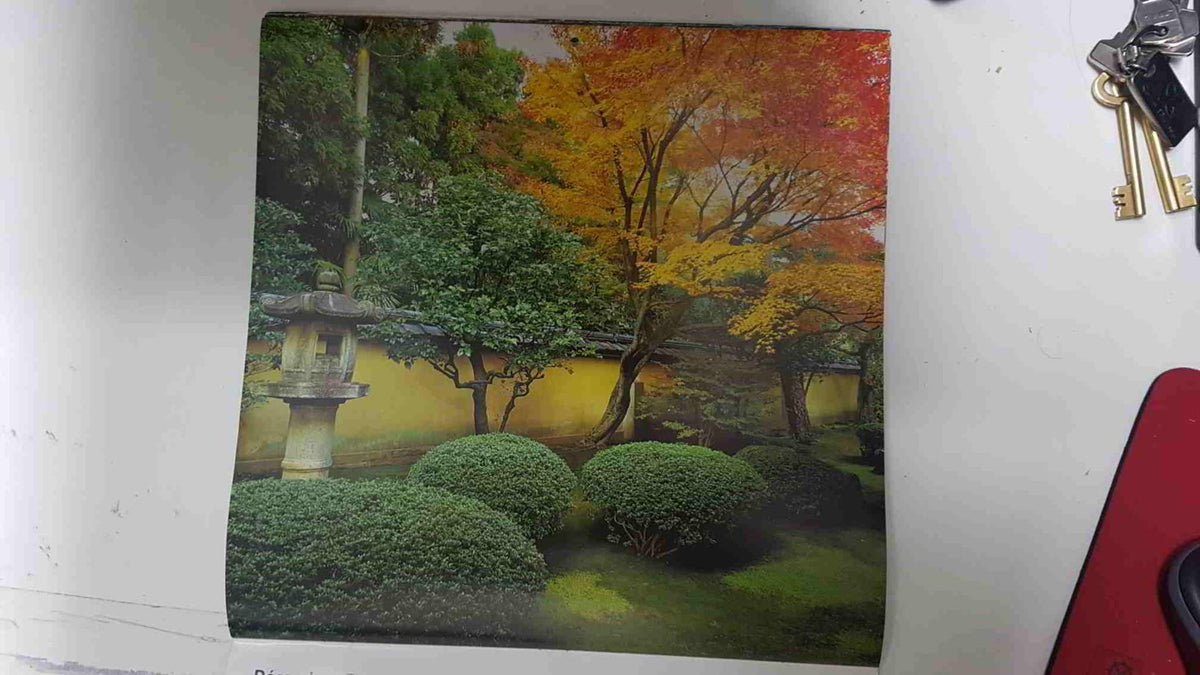Calendario / Kalender / Calendrier / Calendar: 2011 : Jardins Zen (Jardin Zen) - lamina 12, Acer with autumn foliage and clipped shrubs below, Kohrin-in