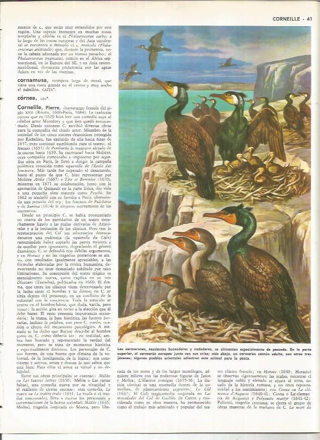 LAMINA MONITOR 01104: Cormoranes