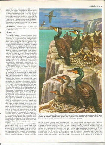 LAMINA MONITOR 01104: Cormoranes