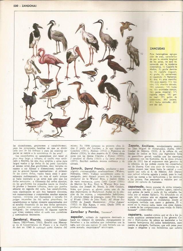 LAMINA MONITOR 0937: Tipos de aves zancudas