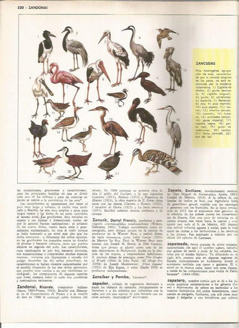 LAMINA MONITOR 0937: Tipos de aves zancudas