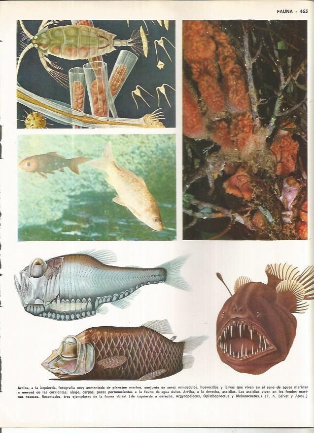 LAMINA MONITOR 01007: Fauna marina