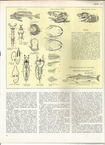 LAMINA MONITOR 01024: Peces