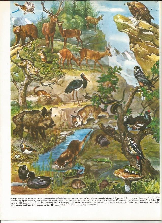 LAMINA MONITOR 0994: Animales de Europa