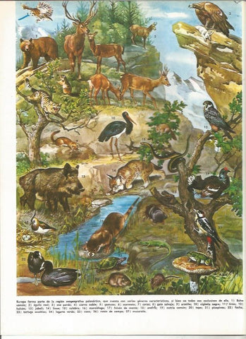 LAMINA MONITOR 0994: Animales de Europa