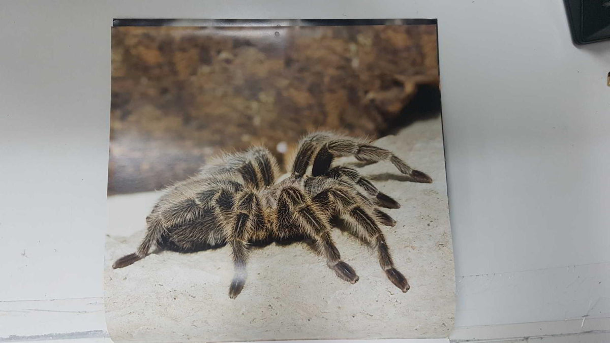 Calendario / Kalender / Calendrier / Calendar: 2011 : Tarantulas. Lamina 01