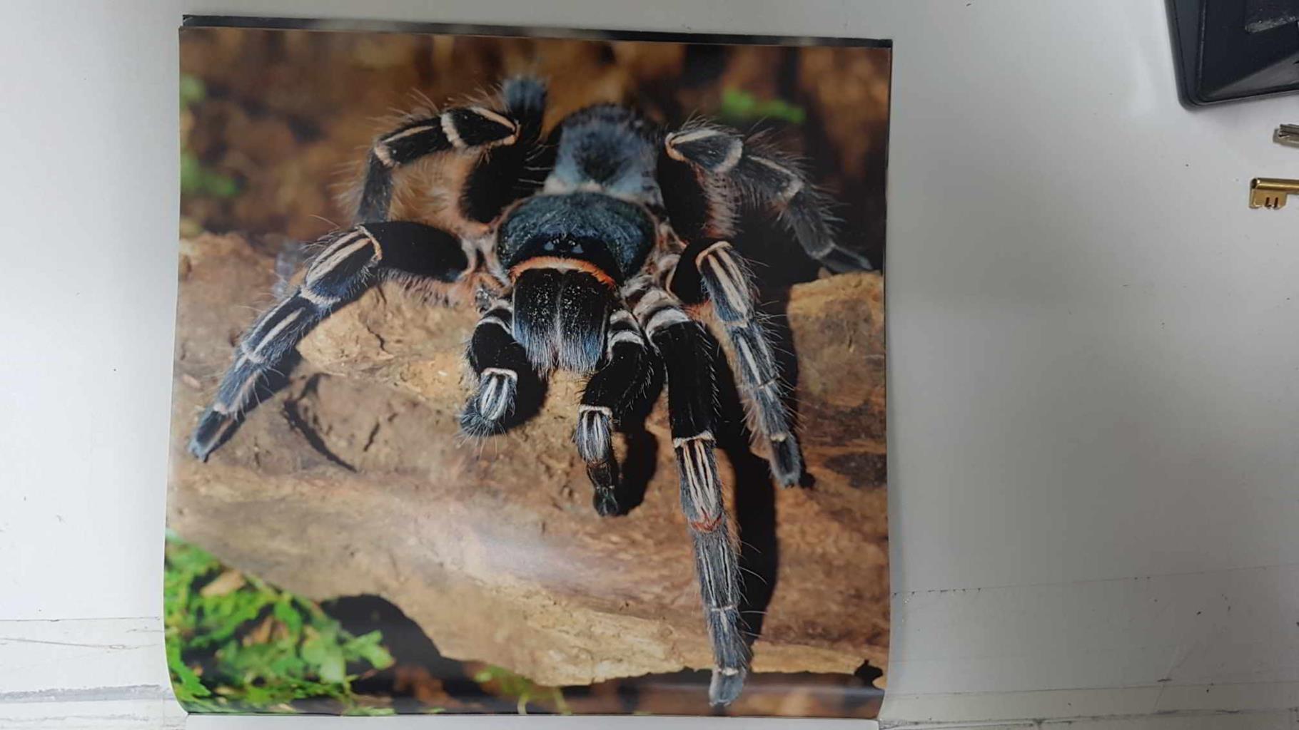 Calendario / Kalender / Calendrier / Calendar: 2011 : Tarantulas. Lamina 02