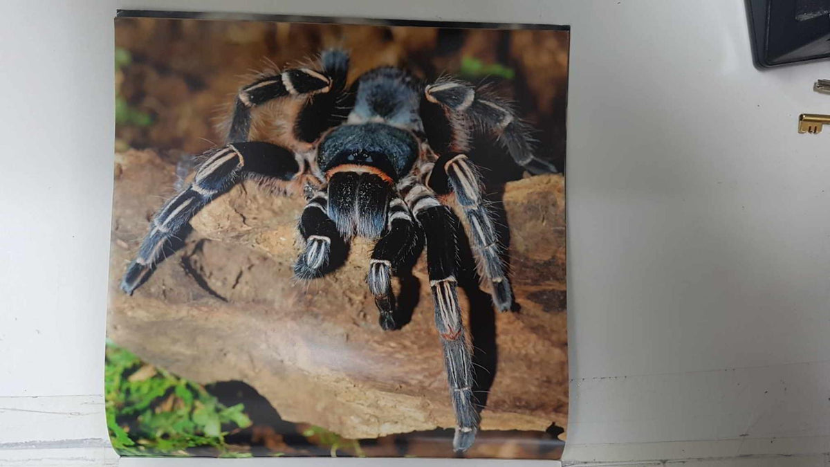 Calendario / Kalender / Calendrier / Calendar: 2011 : Tarantulas. Lamina 02