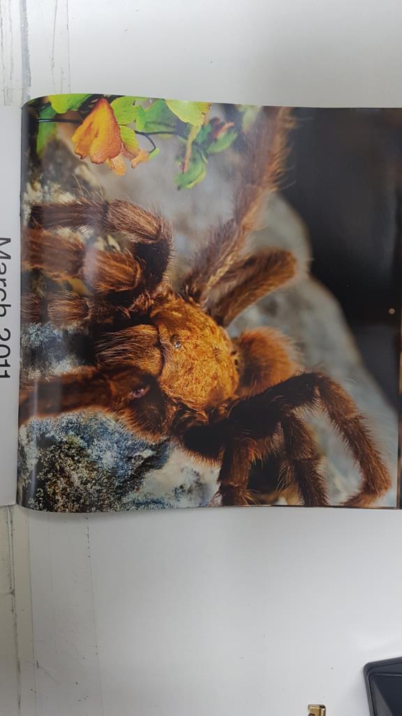 Calendario / Kalender / Calendrier / Calendar: 2011 : Tarantulas. Lamina 03