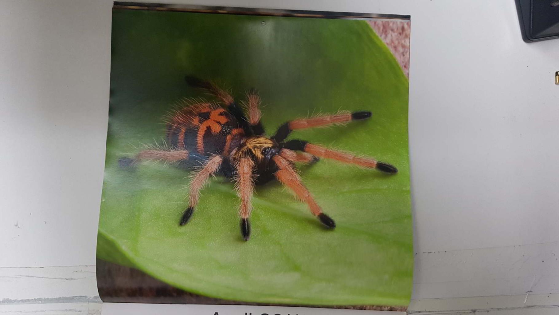 Calendario / Kalender / Calendrier / Calendar: 2011 : Tarantulas. Lamina 04