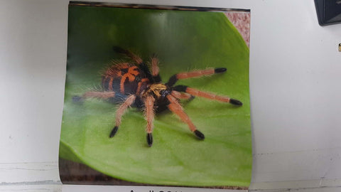 Calendario / Kalender / Calendrier / Calendar: 2011 : Tarantulas. Lamina 04