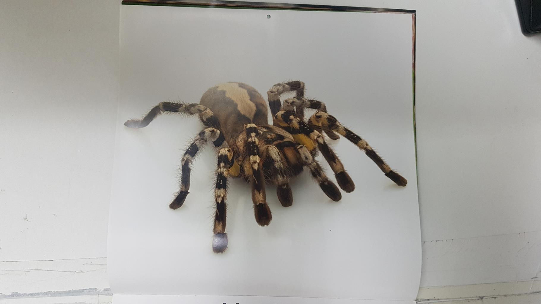 Calendario / Kalender / Calendrier / Calendar: 2011 : Tarantulas. Lamina 05