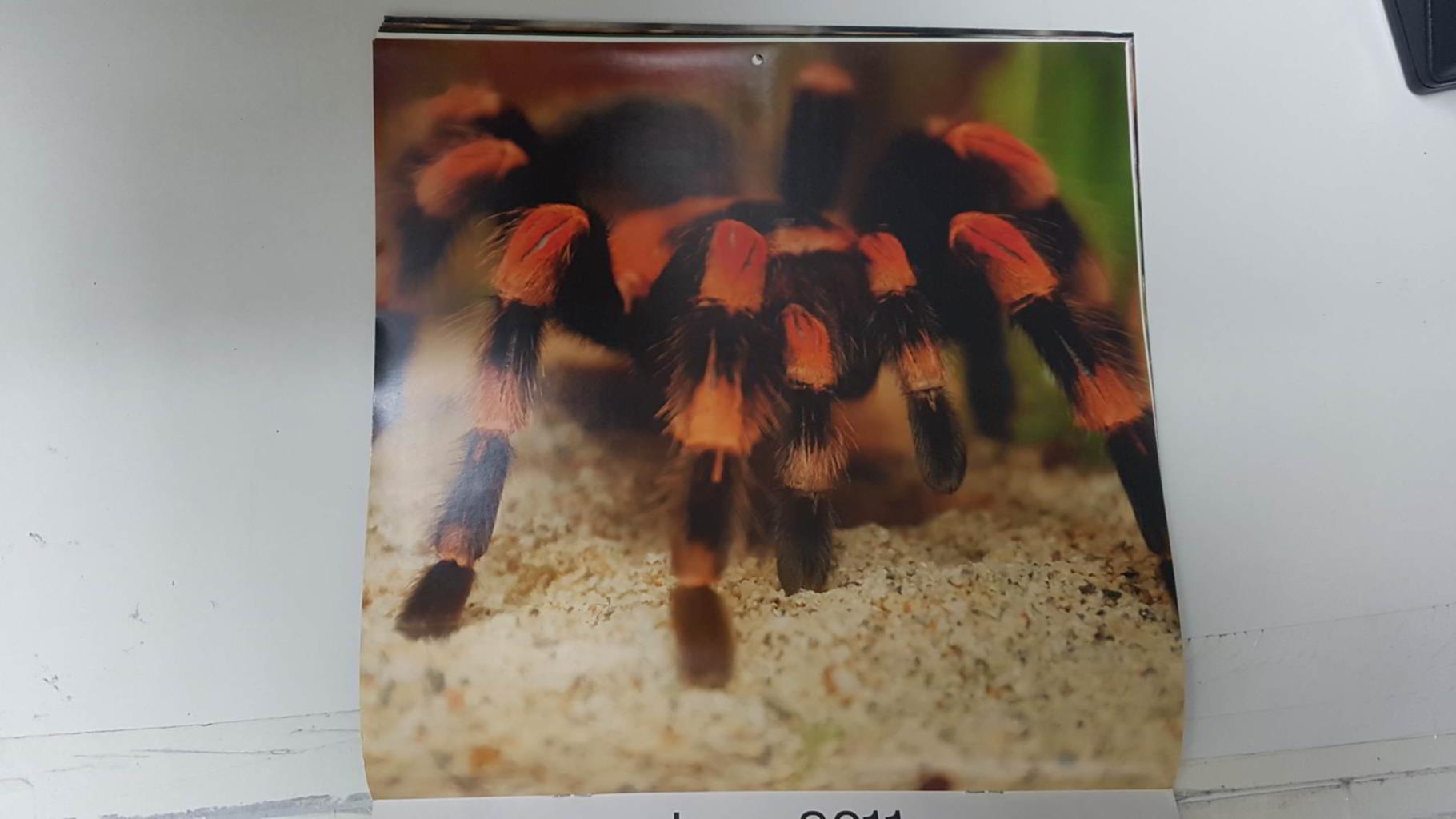 Calendario / Kalender / Calendrier / Calendar: 2011 : Tarantulas. Lamina 06