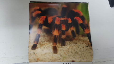 Calendario / Kalender / Calendrier / Calendar: 2011 : Tarantulas. Lamina 06