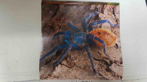 Calendario / Kalender / Calendrier / Calendar: 2011 : Tarantulas. Lamina 07