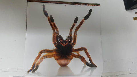 Calendario / Kalender / Calendrier / Calendar: 2011 : Tarantulas. Lamina 08
