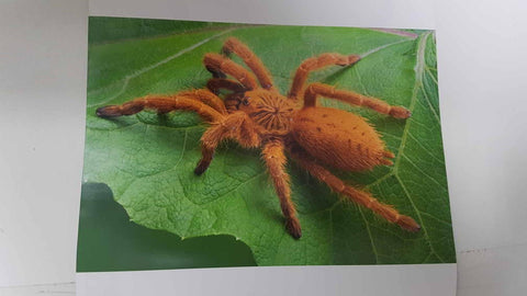 Calendario / Kalender / Calendrier / Calendar: 2011 : Tarantulas. Lamina 09