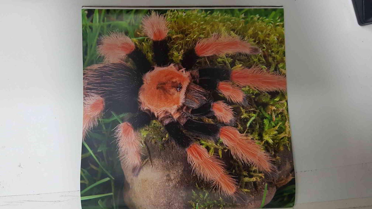 Calendario / Kalender / Calendrier / Calendar: 2011 : Tarantulas. Lamina 10