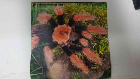 Calendario / Kalender / Calendrier / Calendar: 2011 : Tarantulas. Lamina 10