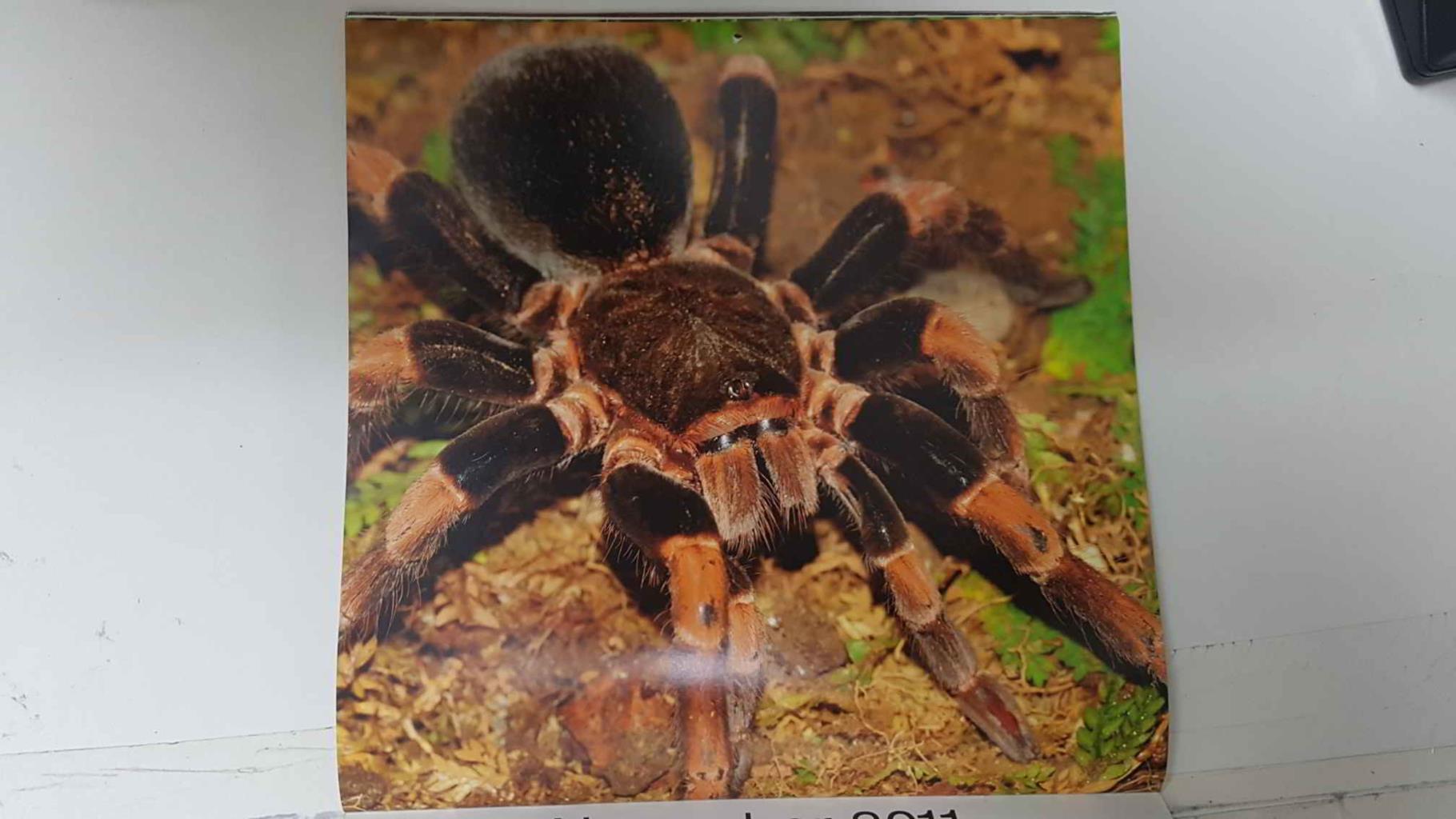 Calendario / Kalender / Calendrier / Calendar: 2011 : Tarantulas. Lamina 11