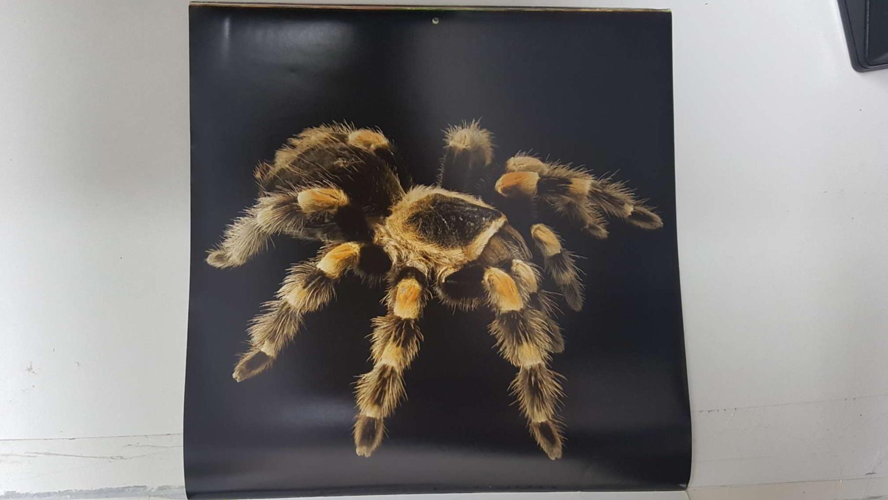 Calendario / Kalender / Calendrier / Calendar: 2011 : Tarantulas. Lamina 12