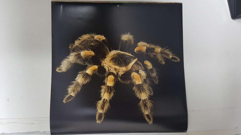 Calendario / Kalender / Calendrier / Calendar: 2011 : Tarantulas. Lamina 12